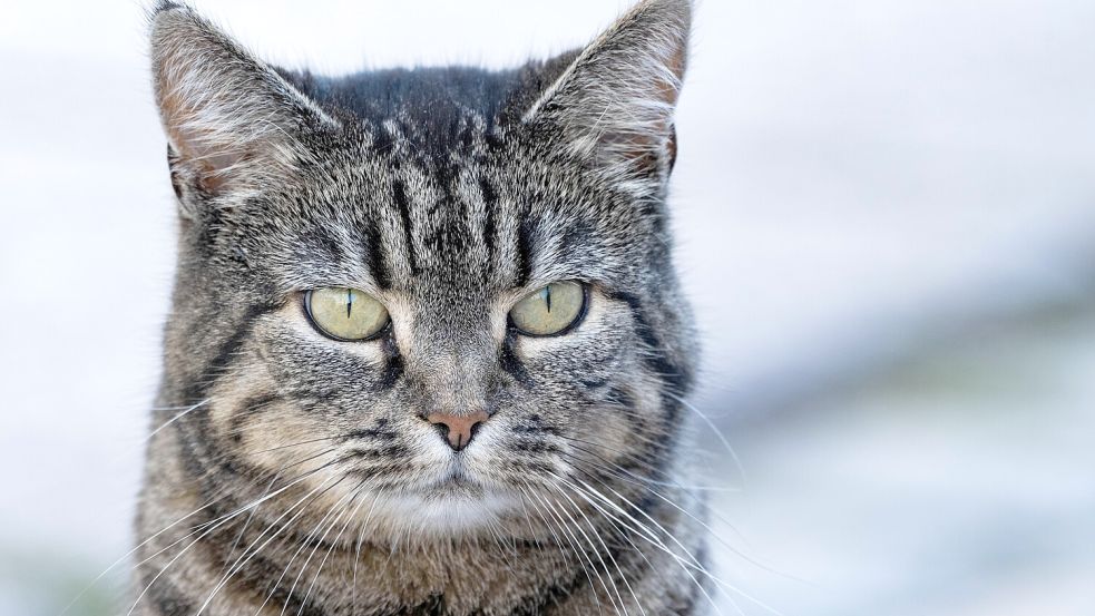 Eine Hauskatze. Die Haustiere der Angeklagten sollen ausgemergelt gewesen sein. Foto: DPA