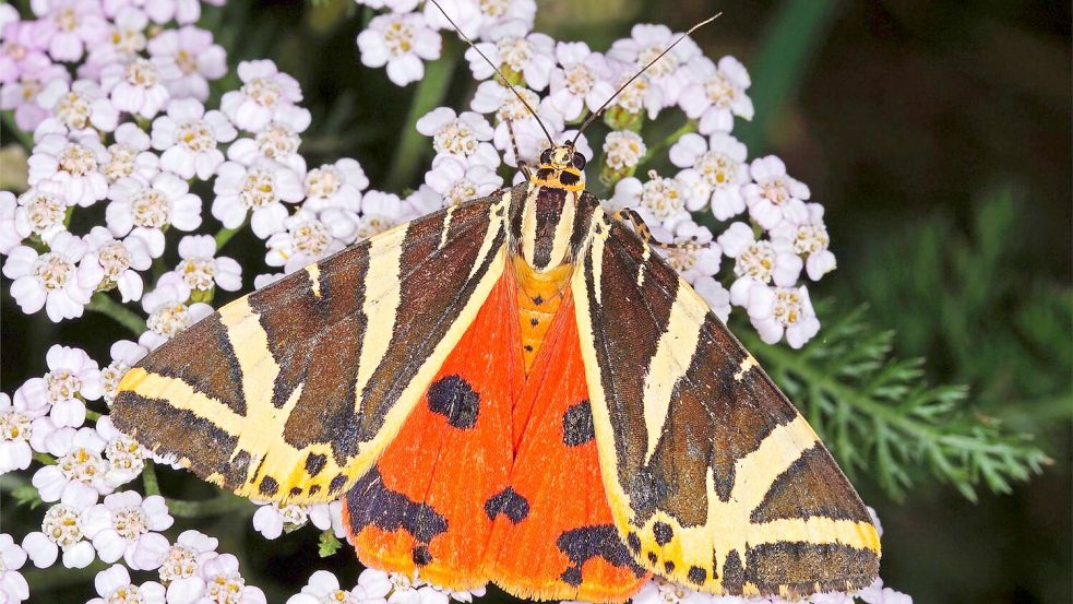 Schwarz-weiß und orangerot: So sieht der „Schmetterling des Jahres“, die Spanische Flagge, aus. Foto: T.Laußmann/BUND/dpa