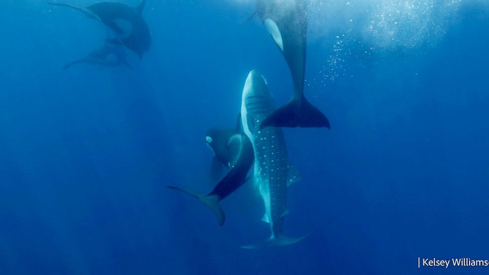 Die Orcas bringen den verletzten Walhai wieder an die Oberfläche, um dort zu fressen. Foto: Kelsey Williamson./-/dpa