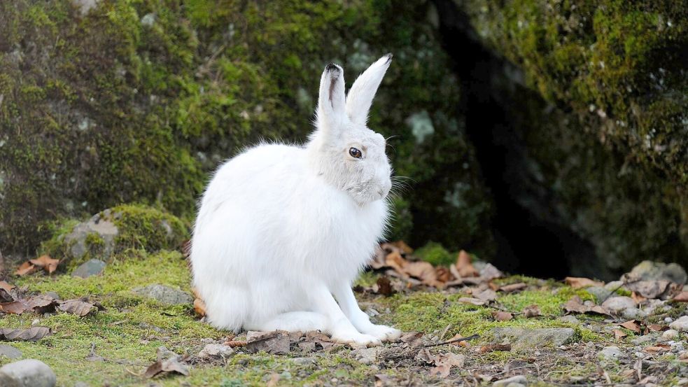 Alpenschneehasen tragen im Winter weiße, luftgefüllt Haare und eine feine Unterwolle (Handout). Foto: Stefan Huwiler/Imagebroker/ DeutscheWildtierStiftung/dpa