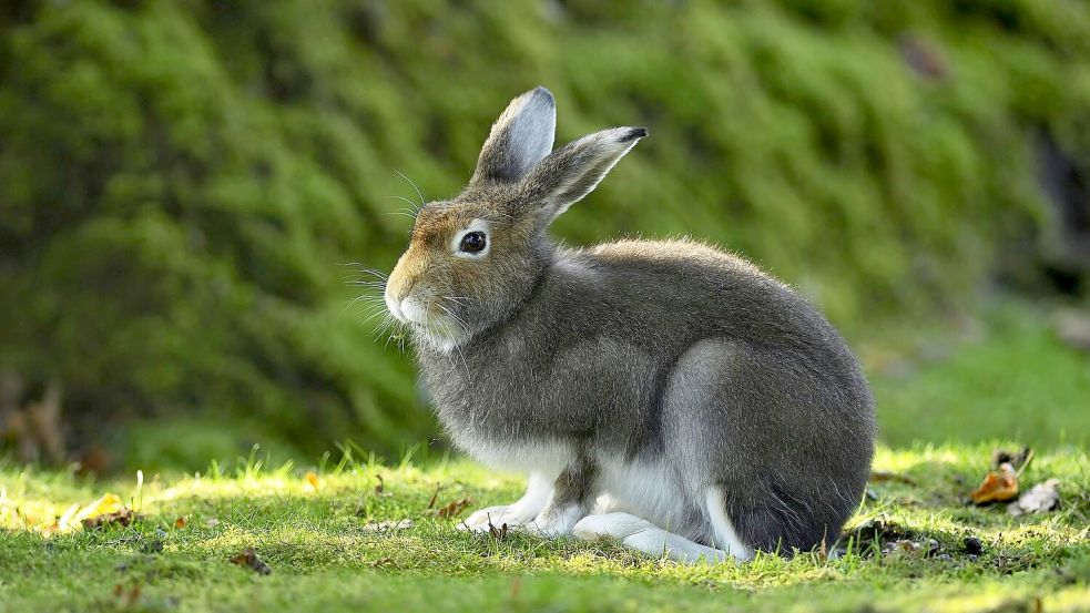 Das Sommerfell soll die Hasen schwerer sichtbar machen für Füchse, Marder, Raben und Greifvögel. Foto: Stefan Huwiler/Imagebroker/ DeutscheWildtierStiftung/dpa