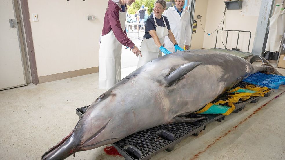 Noch nie wurde ein Bahamonde-Schnabelwal lebend im Ozean gesehen. Foto: Derek Morrison/AP/dpa