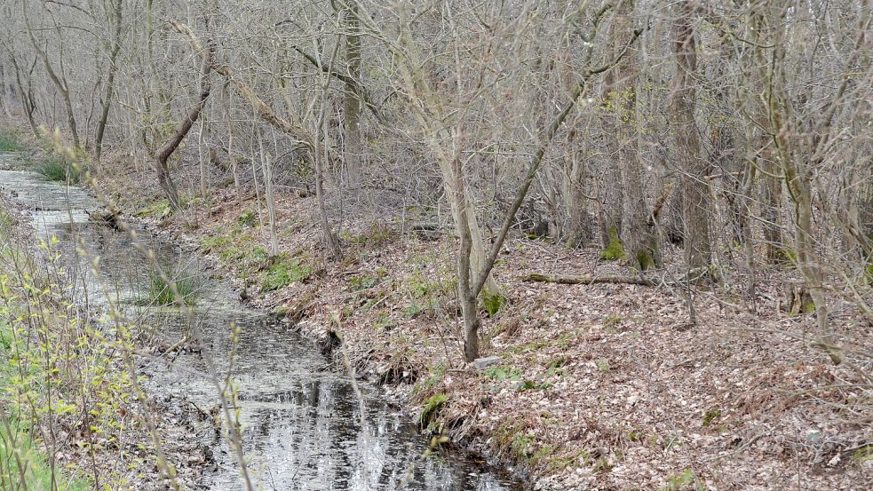 Blick auf das Ochtelburer Moor vom Ochtelburer Weg aus gesehen. Fotos: Christin Wetzel