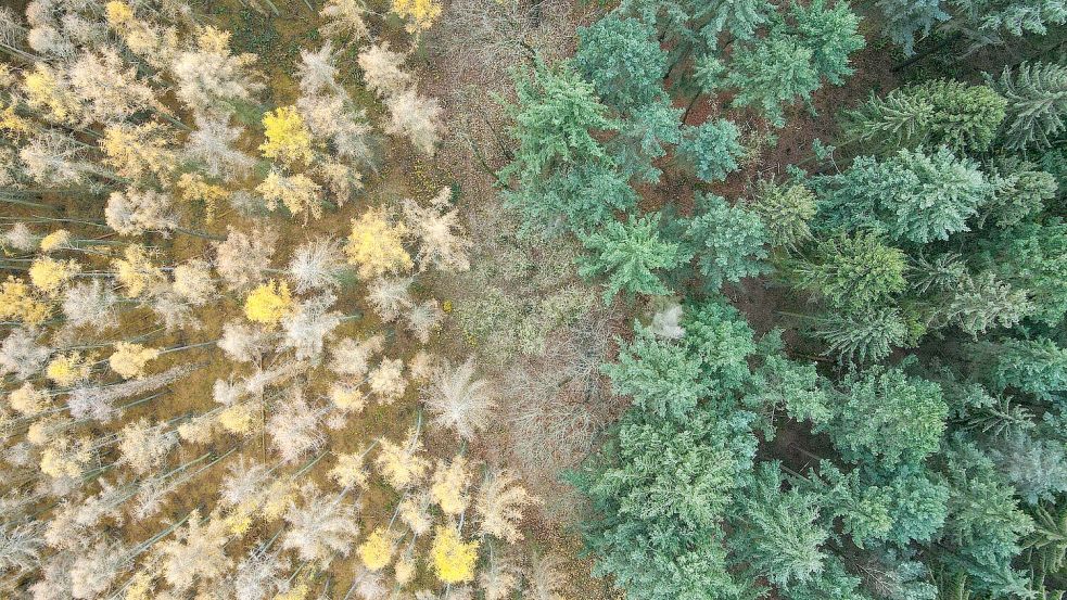 Die Lärche (links) ist ein Nadelbaum, wirft ihre Nadeln aber im Herbst ab. (Archiv) Foto: Patrick Pleul/dpa-Zentralbild/dpa