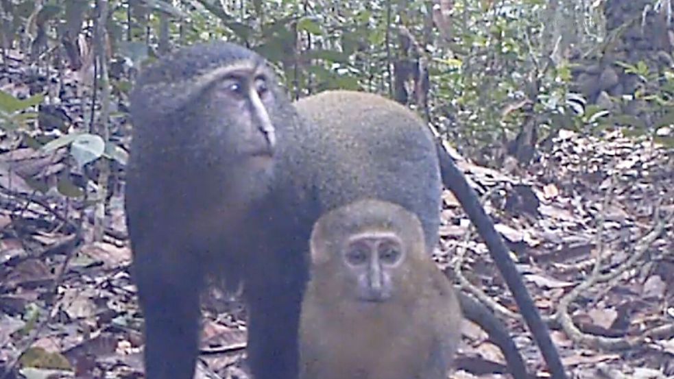 Lesula-Affen (Cercopithecus lomamiensis) sind der Wissenschaft erst seit 2012 bekannt. (Handout) Foto: Charlene Korchia/-/dpa