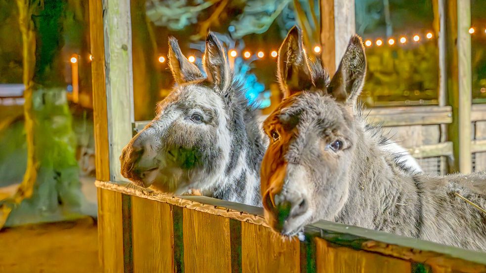 Die Esel waren natürlich neugierung auf den abendlichen Besuch. Foto: Folkert Bents