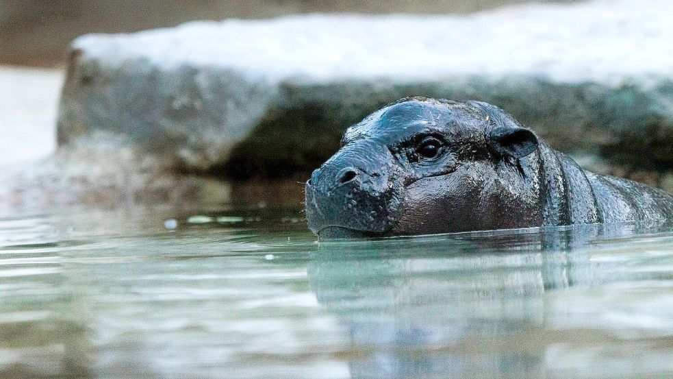 Das kleine Zwergflusspferd kann mittlerweile auch im großen Wasserbecken schwimmen. Foto: Carsten Koall/dpa