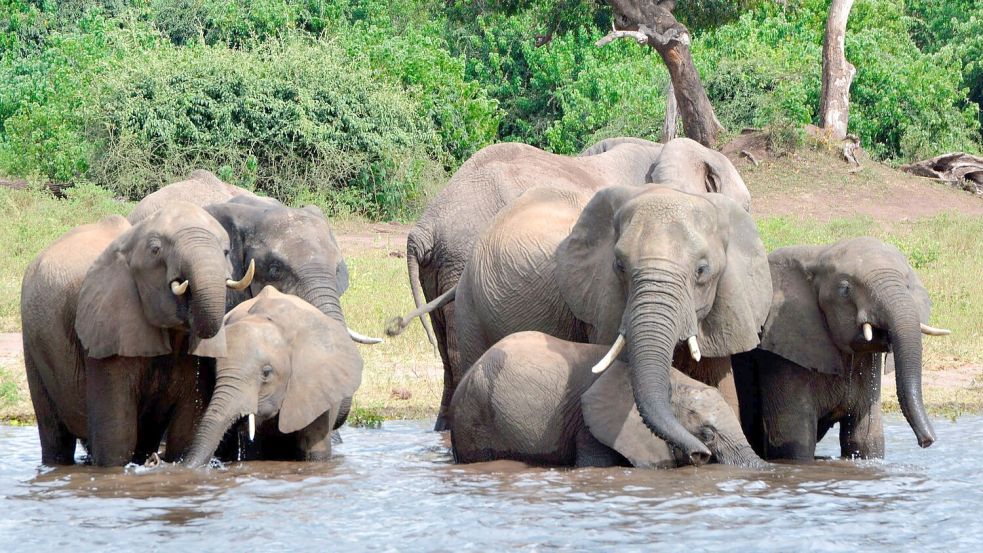 Elefanten trinken Wasser im Chobe-Nationalpark. (Archivbild) Foto: Charmaine Noronha/AP/dpa