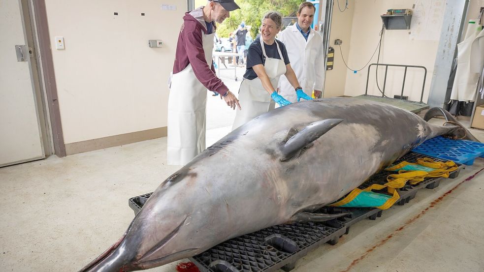 Wissenschaftler haben den Kadaver eines Bahamonde-Schnabelwals untersucht. (Archivbild) Foto: Derek Morrison/AP/dpa