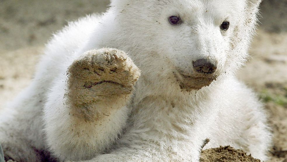 Eisbär Knut löste einen Hype aus (Archivbild). Foto: picture alliance / dpa