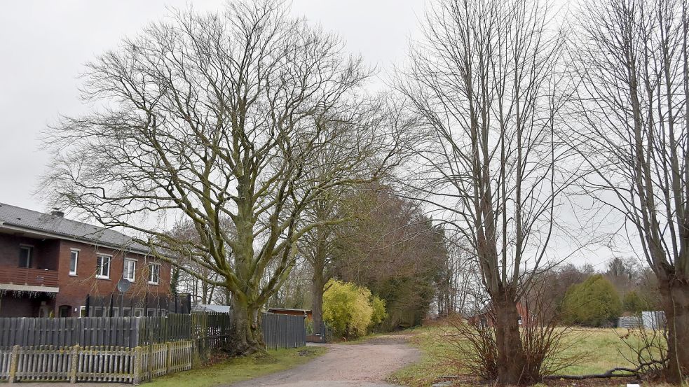 Die alte Blutbuche (links) steht an der Zufahrt von der Hauptstraße zum ehemaligen Allotria-Gelände (rechts). Foto: Thomas Dirks