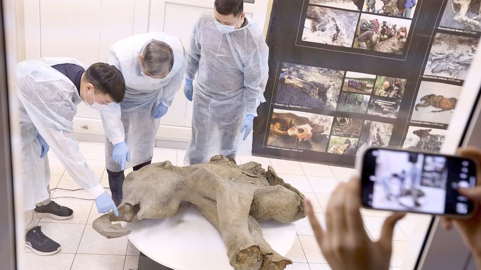 Forscher untersuchen die Überreste eines rund 50.000 Jahre alten Mammutbaby. Foto: Michil Yakovlev/Mammoth Museum at the Russian North-Eastern Federal University telegram channel/AP/dpa