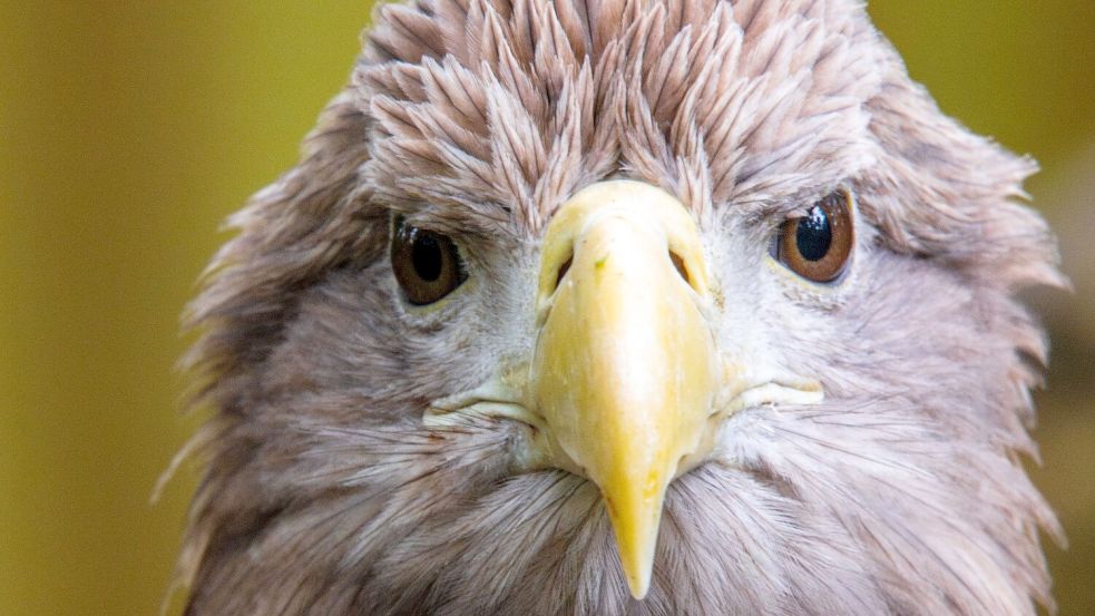 Der größte europäische Greifvogel, der Seeadler, war einst in vielen Ländern Europas ausgerottet. Nun leben in Deutschland wieder mehr als 1.000 Brutpaare. (Archivbild) Foto: Jens Büttner/dpa