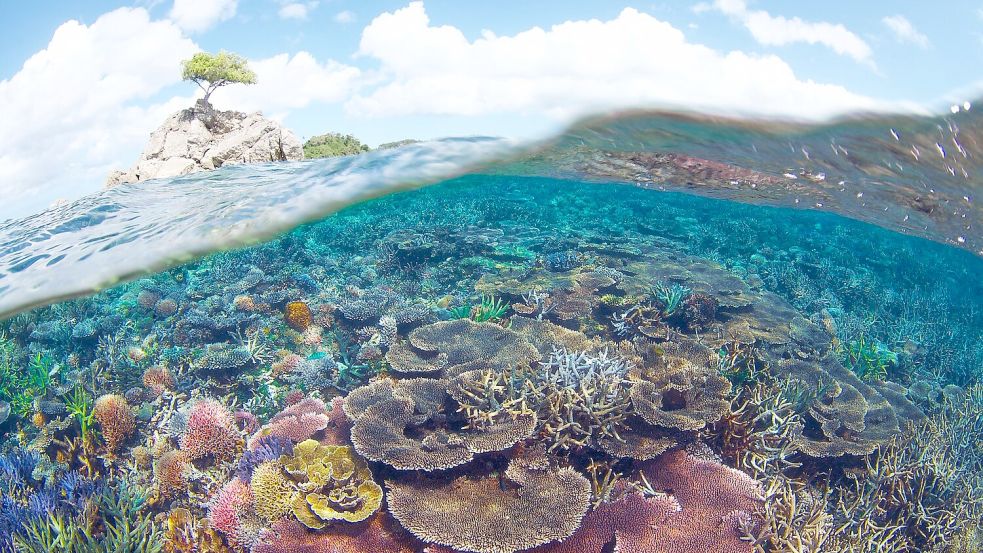 . Die Klimakrise führt zu Rekordtemperaturen im Wasser, durch die in den tropischen Meeren der ganzen Welt die Korallenriffe bleichen. (Handout) Foto: Eric Madeja/WWF/dpa