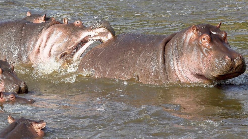 Normalerweise wirken Nilpferde wie diese in Kenia eher rundlich. (Archivbild) Foto: picture alliance / dpa