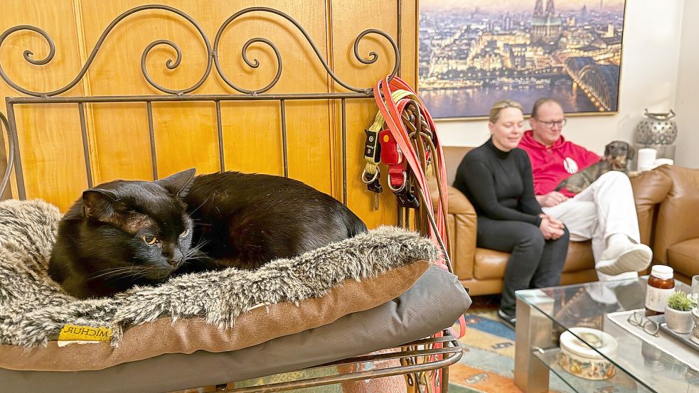 Ein bisschen Ruhe nach all der Aufregung: Bombay-Kater „Aramis“ liegt auf einem Kissen, im Hintergrund sitzen die Besitzer des Tieres, Catharina Majert und ihr Mann Gunnar. Foto: DPA