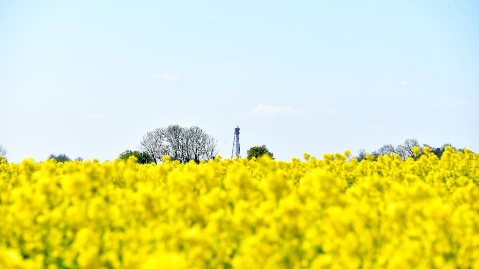 Ein Rapsfeld in der Krummhörn. Im Hintergrund ist der Campener Leuchtturm zu sehen. Wegen des Klimawandels verändern sich die Erträge in der Landwirtschaft bereits jetzt. Foto: Archiv/Wagenaar