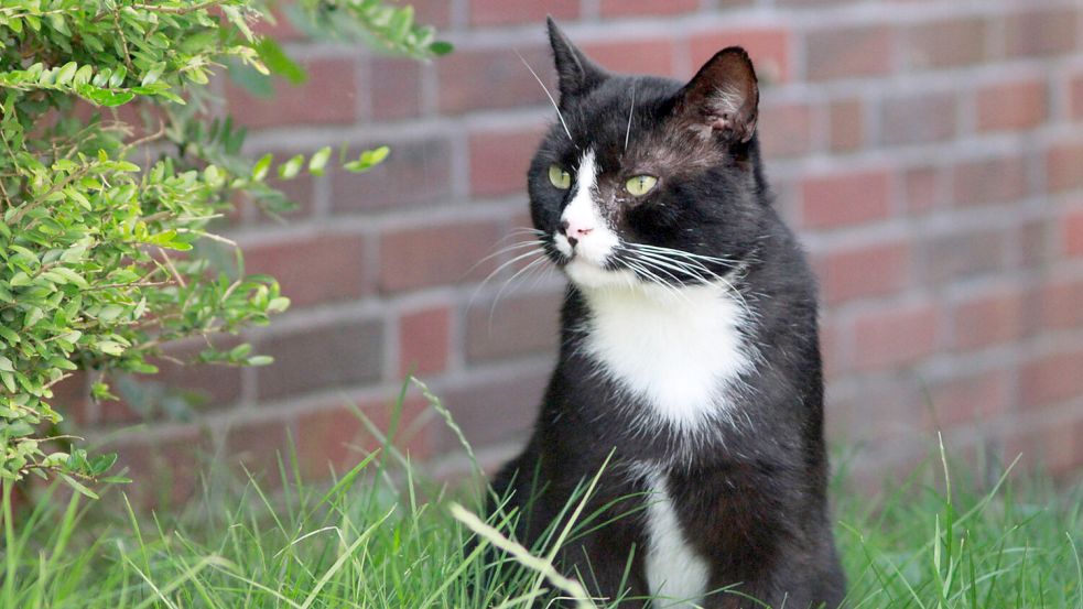 Der herrenlose Kater „Wildi“, der in einer Lebendfalle gefangen wurde, sucht ein neues Zuhause. Foto: privat