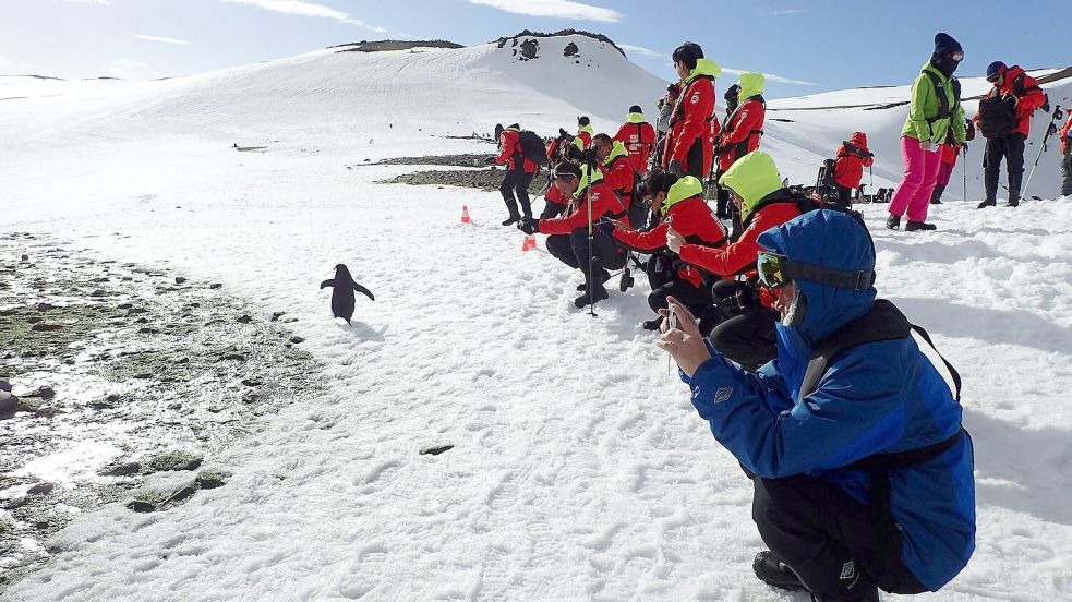 Pinguine zu beobachten, ist ein Highlight der meisten Landgänge. Foto: Ricardo Roura/dpa