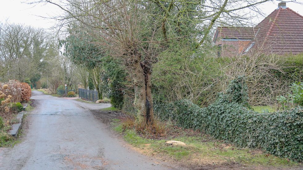 Eine der beiden Kopflinden im Hagebuttenweg wurde bereits gefällt. Foto: Romuald Banik