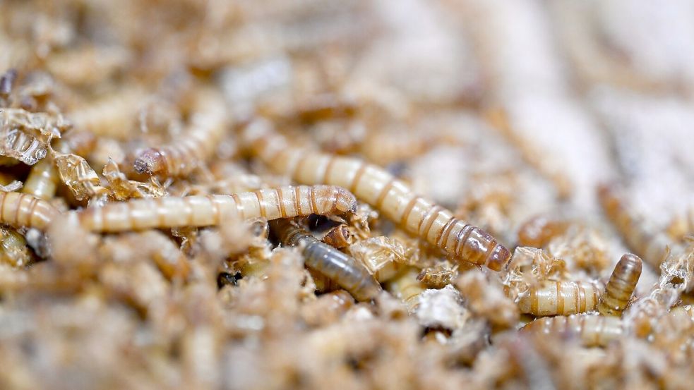 Mit UV-Licht behandeltes Mehlwurmpulver darf in der EU in Lebensmittel zugesetzt werden. (Archivbild) Foto: Bernd Weißbrod/dpa