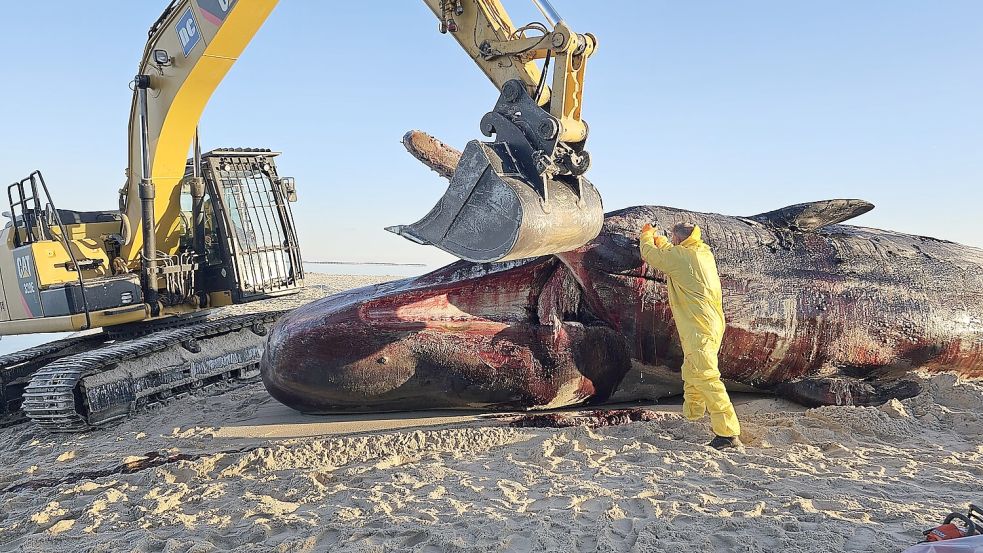 Mit dem Bagger wurde der Pottwahl aus dem Hörnumer Hafen gezogen - und dann geschlachtet. Foto: Syltpress