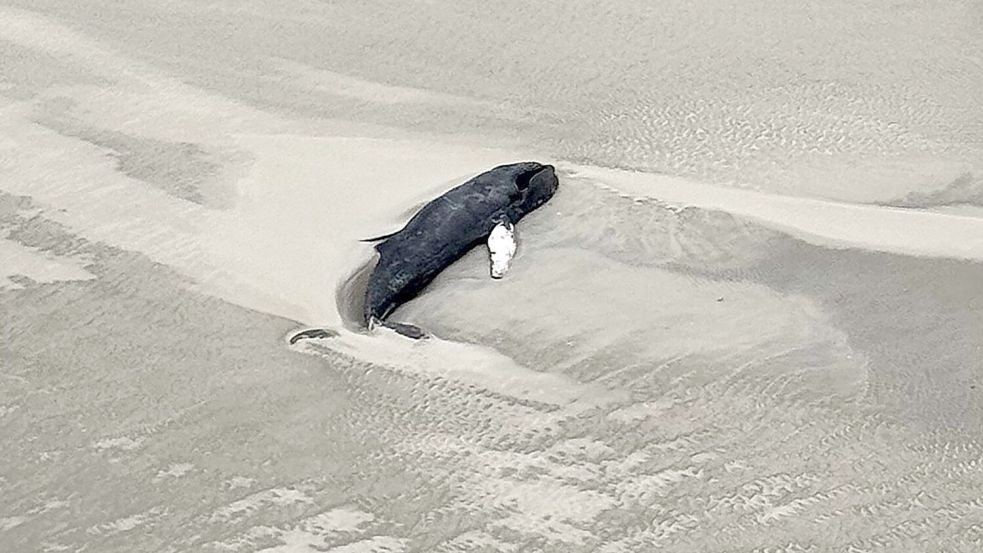 Der tote Buckelwal liegt im Sand in einer Senke. Foto: -/Citynewstv/dpa