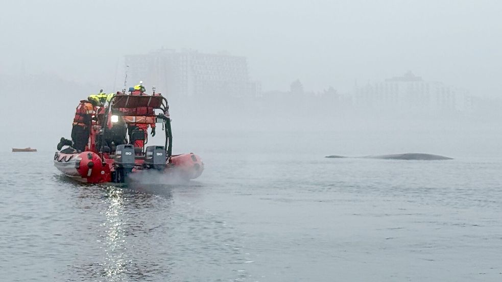 Seenotretter vor der polnischen Ostseeküste nähern sich einem Buckelwal, der sich in einem Fischernetz verfangen hat. Foto: Maritime Search and Rescue Service/AP/dpa