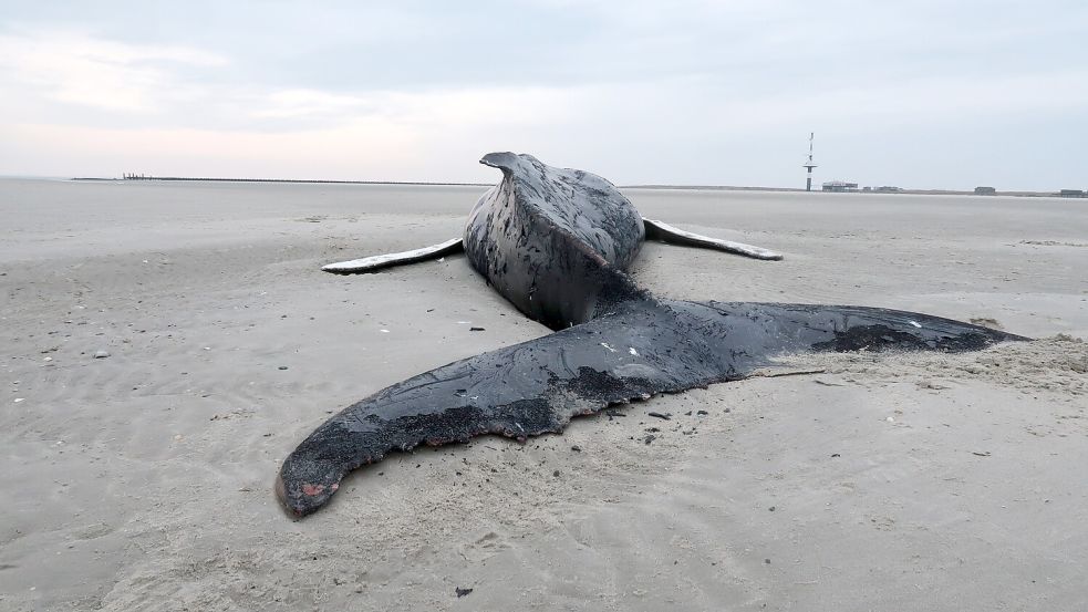 Der verendete Buckelwal, gestrandet am 21. Februar 2025 auf Minsener Oog. Foto: LAVES