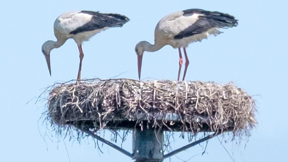 Die Leezdorfer Weißstörche in ihrem Nest am Hirtenweg. Foto: Hans Peter Schmitz